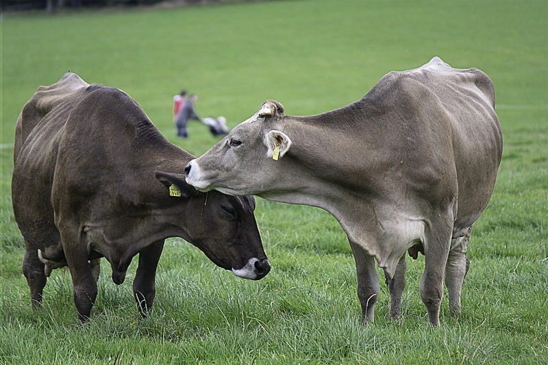 Allgäu 09 - 2014 - 20140921_0132 als Smartobjekt-1 Kopie.jpg